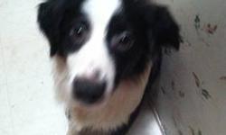 I have a very cute mini australian shepherd black and white. She was born Christmas Day and her name is Jolly.