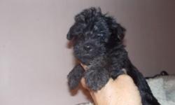 Hi I am a small in home breeder with black schnoodle female and a apricot/cream males ready to go home July 22nd. Dad a mini poodle on the smaller side and mom a mini schnauzer. Will be about 12 to 18 lbs I beleave. He is 9 wks and ready to go home now.