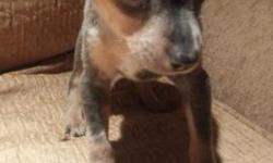 Hi i have a blue merle min pin male available, his tail and dew claws are done and also his worming, shots is given at eight weeks of age.he is a beautiful puppy and alot different, he will be very small. If you are interested please call me at