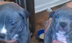 Two blue nose pups left if interested call or text serious inquiries only thanks347-601-3714
