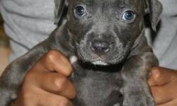 I am looking for a home for my Pure Breed Blue Nose Puppy. She is 7 weeks very gentle, kind, great with children and very lovely to be around. I am no longer able to keep her. I am asking for 1,000$ But it is VERY NEGOTIABLE. Please e-mail me or text me
