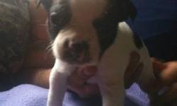 I have 6 boston terrier puppys they are all males 2 are brown and white and 3 are black and white 1 is all most all white with a few black spots on him. They were born on sep 23 they will be ready to go in about three weeks. They are very cute.You can get