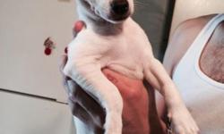 3 month old purebreed chihuahua puppy (male) hes white with tan spots *CALL ONLY* please no text messages