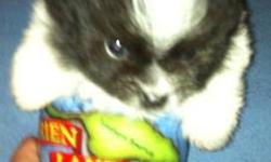 Teacup Pomeranian puppy very tiny will only be around 3 to 4 pounds when full grown.He comes with papers and 1st shots and dewormed. he will be ready 2/23/13 and he will be 8 weeks.