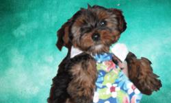 Cute yorkie very healty, active, and lovible. Born Febuary 23, 2013. He is a male, black and tan. Love people and cats. I expect him to be about 5-7 lbs. We have lowered the price because the puppies are a bit older.