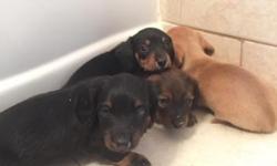 Up for sale the cutest 2 month old puppies of Dachshund. We have two girls and two boys. They are ready to go to a new house, please call me for more information (347) 6622444