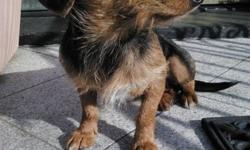 One year old Dorkie (Dachshund & Yorkshire Terrier hybrid) female and males available. They range from 5lbs to 15lbs. These pups are cute and friendly, they also get along great with kids, cats and other dogs. These dogs will make great household