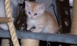 TICA Registered Napoleon Kittens. The Napoleon breed originated as a cross between the short legged munchkin and a cat from the persian breed group. I have still have two dwarf kittens available, a tortie point female she's a snuggler, and a tortoiseshell