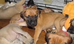 I have 8 English mastiff puppies that will be ready for new homes on 01-22-2013, They are United All Breed Registered with all shots and worming. They all are puppy pad trained. I have 3 boys and 5 females left. The mom is 2 years old at 130 pound's and