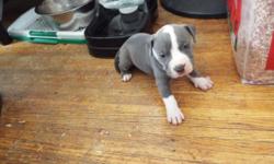 American bully puppies Half purple ribbon a razor edge half Grand champion Dax gotti bloodline Abkc registered.. Shots included. Will accept payments to hold puppy of your choice will not sell dogs before 8 weeks
Pups were born on March 28 2015
Direct