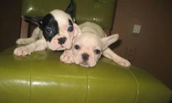 I have 2 beautiful female French Bulldogs looking for their furever homes. They are incredibly playful and loving and sweet.They both come with a 5 year health warranty, microchipped, pedigree papers (championship bloodlines), free boarding for life as