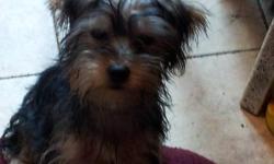 Born June
Toy yorkie
1 Male
1 Female
375.00
Call 646 299 6380 This ad was posted with the eBay Classifieds mobile app.