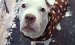 Macho is located at Manhattan Animal Care and Control. I am not affiliated with them. For more info about Macho or to see his current status, copy - paste this link: