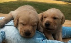 Adorable golden retriever puppies for sale! There are 2 males available! They will be ready by the third week of August. First shots and deworming will be provided for them. Both parents are on site, in well health and are up to date with vaccinations.