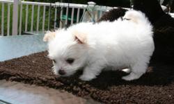 liter due 4/14
Designer breed (Maltese and long hair Chihuahua)
what makes them so so cute is long hair not short!!
Colors range from white, tan markings, or even black markings
Cute as can be!! Will weigh 2-5lbs. Long hair, non shedding.
Great with