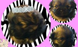 The maltese is a cross breeding designer hybrid dog maltese/chihuahua.
2 male Puppies born May 1, 2013. Very cute!!!! Appear to be whitee at this time.
Will not go home until 8-12 weeks. Taking deposits.
Character: The Malchi is a fun, loyal and loving