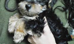 8 week old male yorkie poo puppy, he is half yorkshire terrier and half poodle. He has had his first round of vaccinations and has been dewormed, he also comes with a written health guarantee. Yorkie poos are very playful and affectionate, they will be
