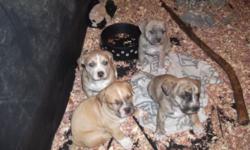 2 females and 3 males. Born 1/27/15. Ready to go end of March. Will be wormed and vaccinated. Father is a Pittbull / Boxer mix and mother is a Pittbull / Chihuahua mix. both parents are on site. puppies are living in my home and have been handled and