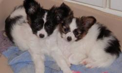 loving small papillon puppies waiting for a forever home with you.Dam is 5 lbs Sire is 5.5 lbs so pups will be small size.One male tri color and one female black and white tri face.shes $550.00
Born sept 18 ,2012 so they are 10 weeks old now and ready for