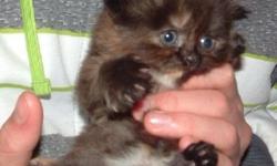 Cfa 8 weeks old Persian torite kitten
Litter train and been dewormed