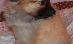 Samantha Tabitha is a Adorable female pup born October 8,2014.pups will be 6-10 pounds. Dad is a purebred AKC papillon, Mom is a purebred AKC Pomeranian . Ready for a forever home with you .. Up to date on worming and shots. email me for more info. If