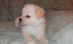 Liam is an Adorable male pup born October 8,2014. Dad is a purebred AKC papillon, Mom is a purebred AKC Pomeranian . Will be about 10 pounds.Ready for a forever home with you. Up to date on worming and shots.email me for more info. If this add is up he is