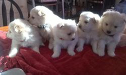 i have 5 adorable pure Pomeranian puppies left for adoption, all male. will be ready for homes 3/7. home raised as part of the family, both parents on premises. they will have vet exam and first puppy vaccines before going home. e-mail me for more info,