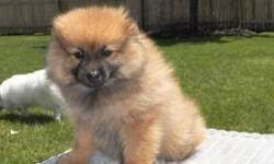 Purebred Pomeranian. He has received all his vaccinations and has been de-wormed. He is also Vet Certified. Puppy has been well taken care of and currently lives at home. He was born 4-22-13. He is only 16 weeks old. I am giving away free harness and