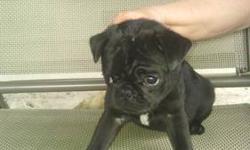2 male pug puppies vet checked, shots dewormed, care package. $100 deposit will hold. Call 3157097057 with any questions