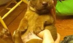 Cute little male red shorthaired minature dachshund. Born in November and ready to leave for Christmas. He is a very cute playful little puppy with sad grey eyes. The mother is a black and tan shorthaired and the father is a red AKC shorthaired male. Both