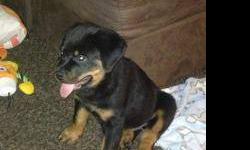 This babies are house broken! They are fun loving and very playful Rottweiler whom I adore but, I just don't have the time to spend with them, they are urgently ineeds :( looking for a good home where they will recieve good attention ! They comes with