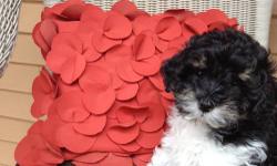 Beautiful Non shedding female Schnoodle puppy ready to go home.
her 1st shots and deworming is included. If interested please call
845-795-5802