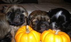 Cute mini American Eskimo / shih tzu pups ready for your home just in time for Christmas all shots up to date.