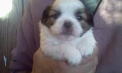 Beautiful brown and white Shih Tzu's. Will be ready 10/16/2013. All females. Dewclaws removed. Will have first shots. Parents on premises. For questions please call 585-520-2227.