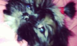 Hello I have a baby black and withe 10 week old shih tzu she very friendy love everyone and kids I bottle feed her from when she was 1 day old she gots her shots she walks on a leash she likes to play dress up if your interested email me she 1200 but Give