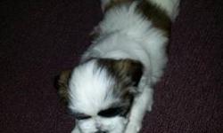 Hi I have4 beautiful Shih-Tzu puppies that currently on their 9 weeks of age and they are ready to their new home . Some were born on new years eve few minutes before the count down begin and the rest were new year puppies. I have 2 male left now. They