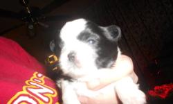 Imperial Shih tzus will be vet checked first set of shots and wormed will be ready for their new homes end of March