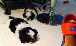 2 Cute Male Shihtzus in search for a loving home. Call 631-905-3882. Sold as pet only. 8 Weeks old