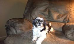Free to good home - very lovable Shih Tzu, her name is Cloie. Leash, cage, dog treats included. She has recently been to the vet to get shots updated. Must be a good home! She is looking for a lovable and caring family. Since my separation I'm working