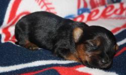 AKC registered Silky Terrier puppies for sale, will be ready to go to their forever home November 16, 2013. Puppies can be held with a $200 non-refundable deposit, and $400 due upon pick-up. They will come with a health certificate, will have dew claws