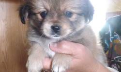 HI. I have 5 puppies looking for homes...They will be small , dad is pomeranian 10lbs mom pekingese mix 15lbs...The puppies will be 7 weeks old on Friday June 14th.....Birthday April 26th....They have been wormed and had 1st shots, "given by myself" They