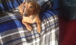 Cute tweenie dachshund .neutered, and up to date on shots. He loves to snuggle . Loves to walk .Adults only has never been with kids....