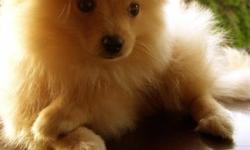 IM A TRUE TEDDY BEAR MALE POMERANIAN !.. I HAD ALL MY SHOTS ! I HAVE BEEN HOME RAISED WITH LOVE AND NO CAGES ! I LOVE TO PLAY AND SPEAK ! I GIVE GREAT LOVEY KISSES ! I CAN BE A GREAT SERVICE DOG FOR DISABLED CHILDREN OR PERSONS ! GREAT COMPANIONS FOR