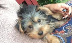 Cutiest Yorkie . he is 4 months and was a gift but I unfortunately don't have enough time to properly take care of him. with work and school both full time it's hard and he deserves more attention. please help get loving parents.
