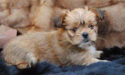 www.littlewondersofnewyork.com
JARKIES ARE A MIX OF A PUREBRED YORKIE AND A PUREBRED JAPANESE CHIN WHICH CREATES A DESIGNER BREED OF JARKIES WHICH ARE EXTREMELY RARE AND A DELIGHT TO OWN !
we can ship!
call to set up a Skype meeting... reserve your puppy