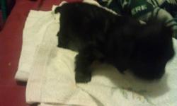 These Puppies are very adorable. There are 5 of them, 2 females 3 males. 1 white/ cream colored, 2 black with a little brown, and 2 brown with a little white. The females are one of the black ones and the white one, the males are both brown, and one