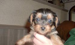 Yorkshire Terrier Minature Pure Bred (No AKC papers) 8 1/2 weeks old 2nd shots, wormed, family pedigree, paper trained.
Mother AKC registered about 7 lbs., father not AKC registered only 4 lbs. Puppy is a minature will grow to 6 lbs (Not a Teacup)
2 male