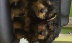 Cute 8 weeks old Yorkshire Terrier Pups available. Also have a 4 month old Yorkie pup. All males available, these puppies are 100% purebred Yorkshire terrier. They will range in size from about 4lbs to 7lbs. Four month old is very easy going and gentle.