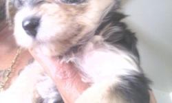 Yorkshire Terrier puppies
8wks 1st set of shots tails & dewormed docked vet checked
1 Male
3 Females (2 very small females)
Puppies will grow to be 5-8lbs
Both parents on premieres & are our pets and come from a great clean home
Both parents have great