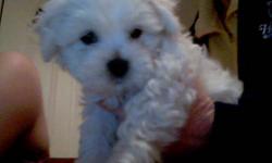 SMALL WHITE FEMALE ZUCHON PUPPY...VERY LOVEABLE...IS VET CHECKED AND HAS UP-TO-DATE SHOTS..READY FOR HER FOREVER HOME.